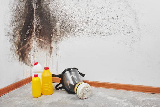 Best Crawl Space Mold Removal  in Hamshire, TX