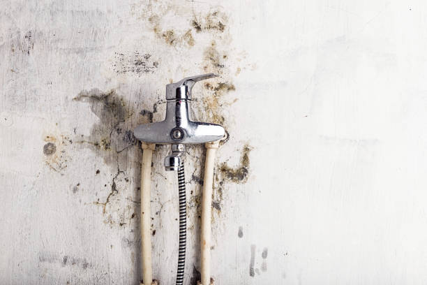 Best Certified Mold Removal  in Hamshire, TX