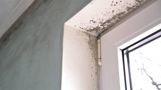 Best Professional Mold Removal  in Hamshire, TX