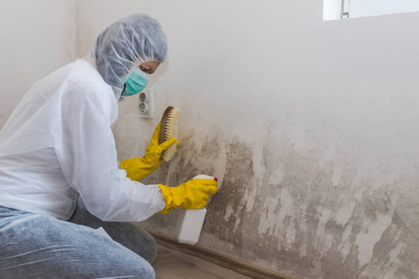 Best Toxic Mold Removal  in Hamshire, TX