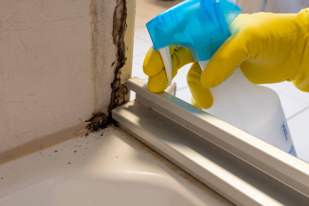 Certified Mold Removal in Hamshire, TX