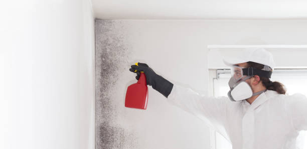Best Residential Mold Removal  in Hamshire, TX