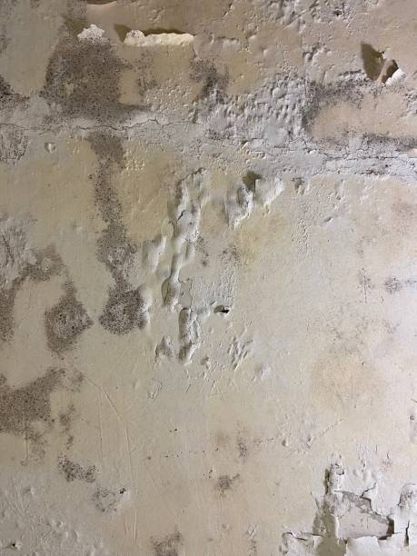 Best Water Damage Restoration  in Hamshire, TX