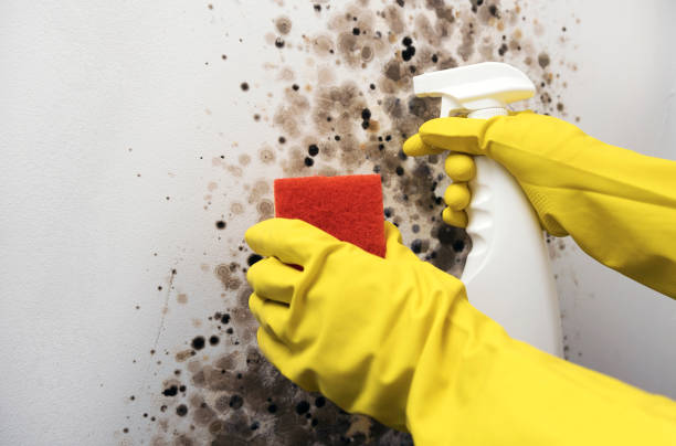 Best Home Mold Removal  in Hamshire, TX