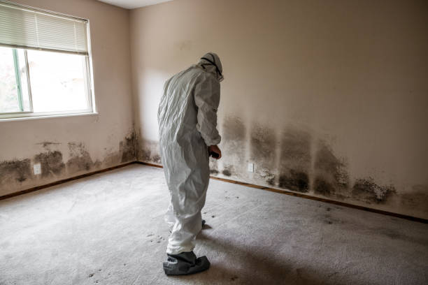Best Mold Remediation  in Hamshire, TX