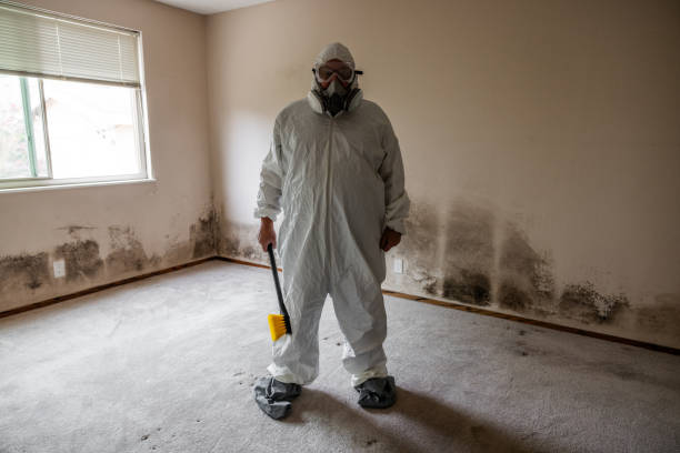Attic Mold Removal in Hamshire, TX
