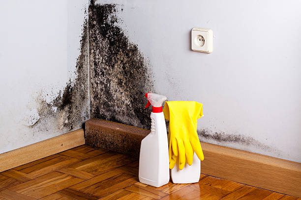Best Black Mold Removal  in Hamshire, TX