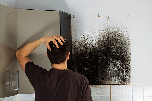 Best Commercial Mold Removal  in Hamshire, TX