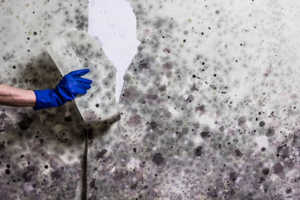Crawl Space Mold Removal in Hamshire, TX