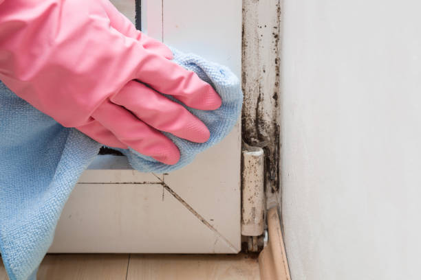 Hamshire, TX Mold Removal Company