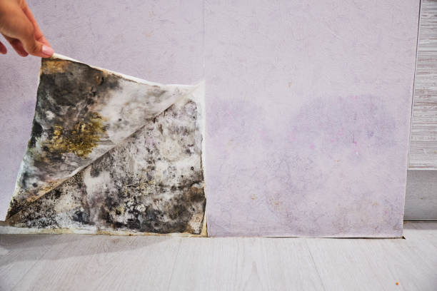 Best Mold Removal Company Near Me  in Hamshire, TX
